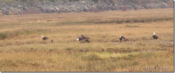 feeding eagles