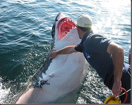Amazing Animals Pictures White Shark (7)