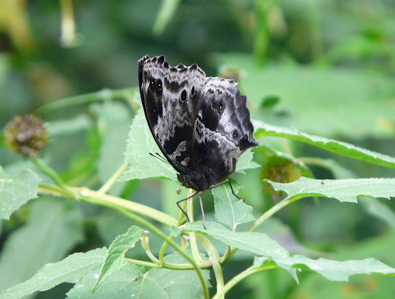 Protogoniomorpha cytora DOUBLEDAY, 1847 (Junoniini). Bobiri Forest (Ghana), 14 décembre 2009. Photo : J. F. Christensen