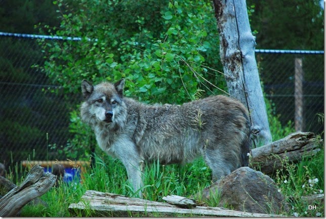 08-06-14 Grizzly and Wolf Discovery Center (346)