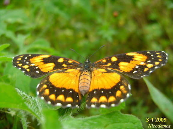 Chlosyne lacinia saundersi (DOUBLEDAY, [1847]). Pitangui (MG, Brésil), 3 avril 2009. Photo : Nicodemos Rosa