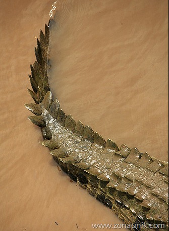 [ekor%2520buaya%255B4%255D.jpg]