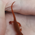 Red Spotted Newt / Red Eft