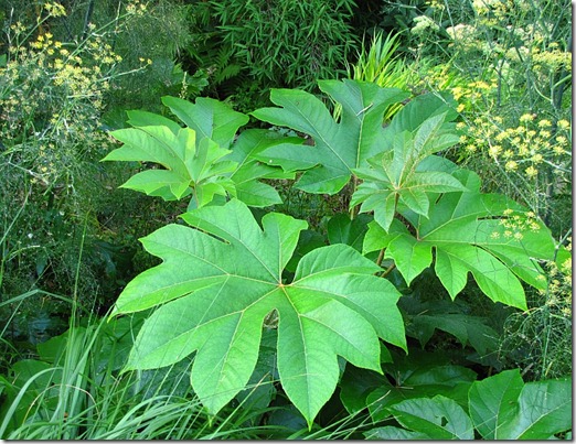 tetrapanax_1526