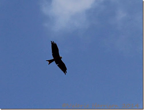 22-red-kite