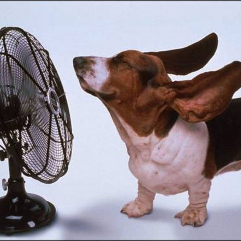 Борьба с жарой: Вентиляторы и увлажнители