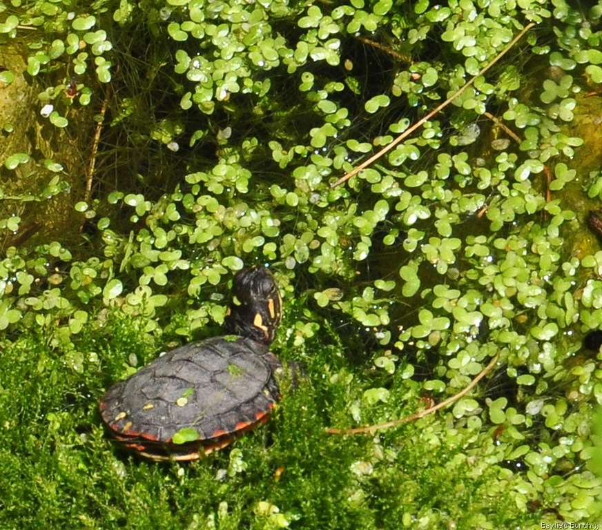 [DSC_0004%255B3%255D.jpg]