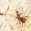 Myrmicine Ant