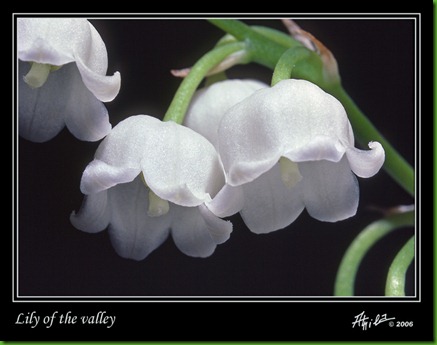 lily_of_the_valley_02