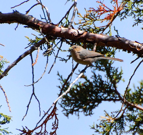 2. bushtit-kab