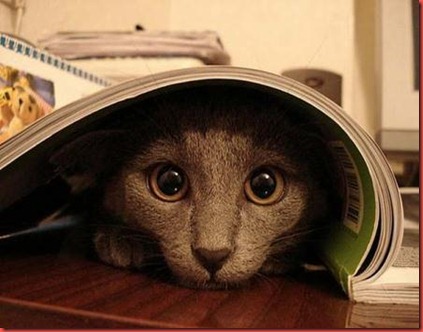 spying-cat google