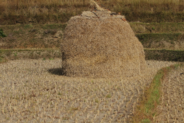 Heap of harvested rice at Punakha, Bhutan