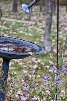 Bird Bath  and Asters