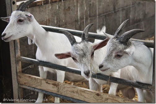 10-goats