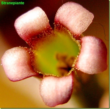 Adromischus marianae little spheroid fiore