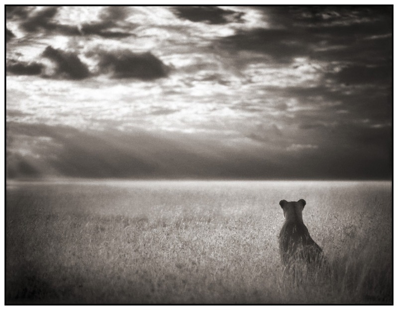 26 Lioness Looking Out Over Plains