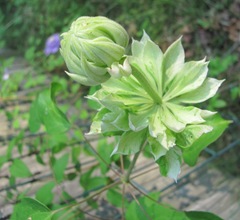 Double white clematis stages of opening1