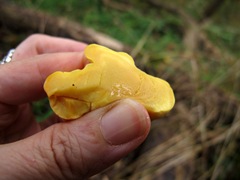 squeezing young chicken of the woods