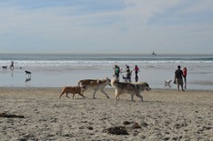 wolf dogs on the Dog Beach at Ocean Beach