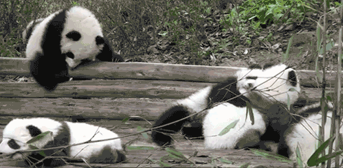 nm.gif