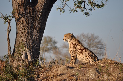 blog cheetah