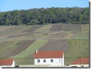 IMG_6651 IMG_6651