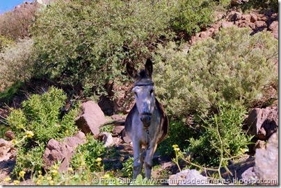 7639 El Aserrador-Paso Herradura(El Brurro) 7639 El Aserrador-Paso Herradura(El Brurro)