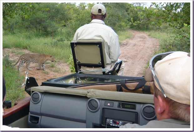 Hoedspruit-África-do-Sul-Safari-Game-Drives-Onça