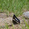 Red-spotted Purple