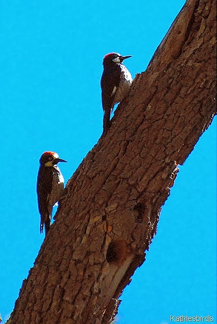 8. acorn woodpeckers-kab