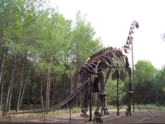 2008.09.10-006 squelette de brachiosaure