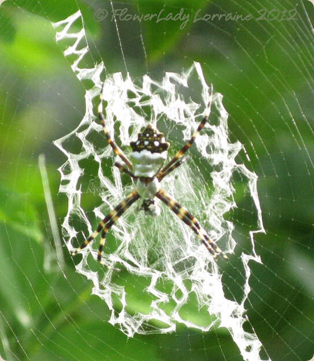 08-23-spider2