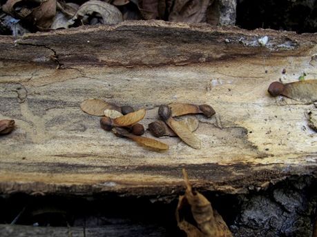 maple seeds on log