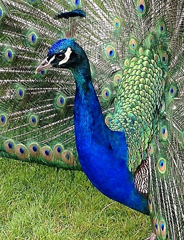 [peacock43.jpg]