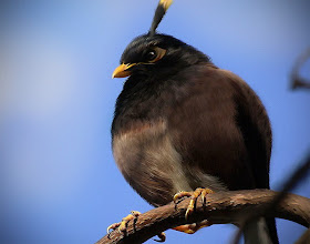 Real Time Angry Birds