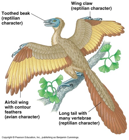 Archaeopteryx is a connecting link between reptiles and birds