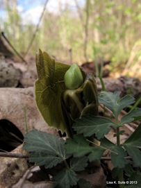 mayapple unfurling leaf