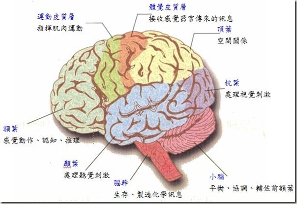 腦構造圖 Han Wen探索分享體驗世界 痞客邦