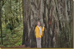 Redwoods Judy 3a