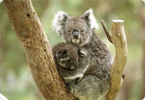 koalas4