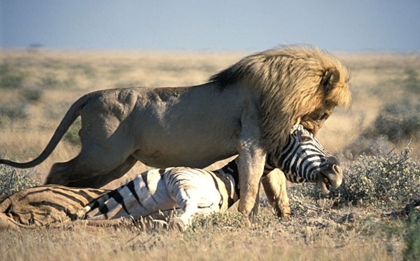 L%252525C3%252525B6we%25252520mit%25252520Zebra%2525255B4%2525255D.jpg