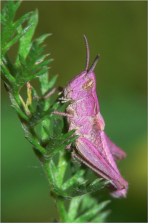 Pink Grasshopper 00