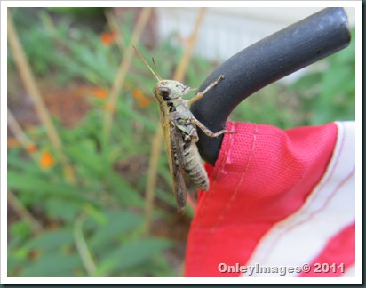 grasshopper-flag0711 (9)