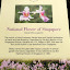 Singapur - Narodowy Ogród Storczyków - Miss Joaquim - kwiat Singapuru