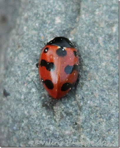 11-11-spot-ladybird