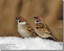 tree-sparrow-59x_13a219