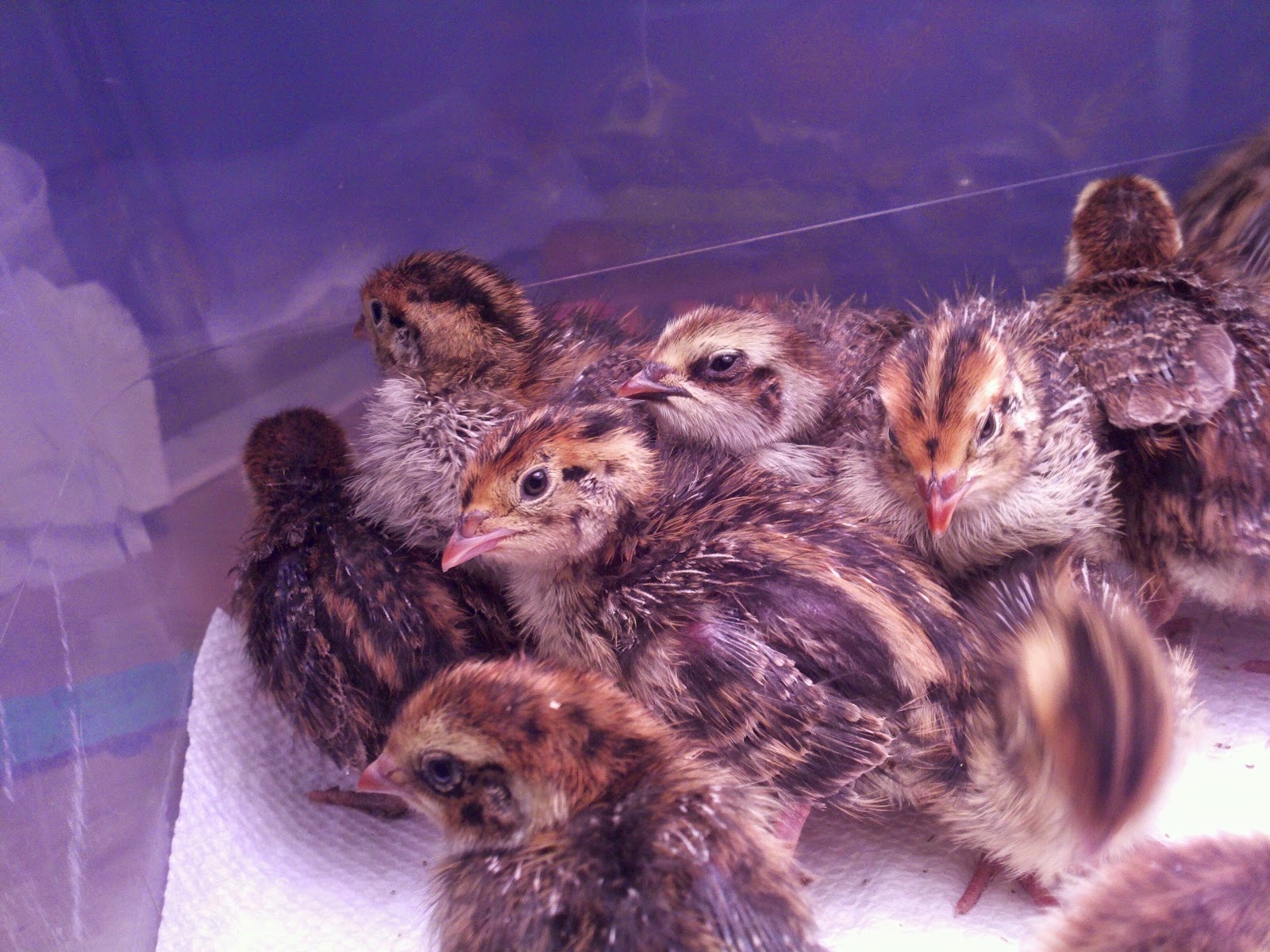 Homestead Thirty One: Welcome, quail chicks!