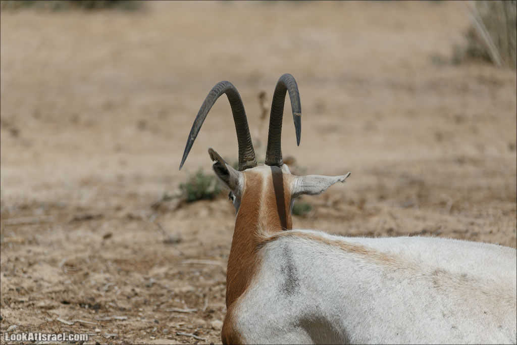 LookAtIsrael.com - Заповедник библейских животных Хай Бар | Hai Bar reserve | חי בר