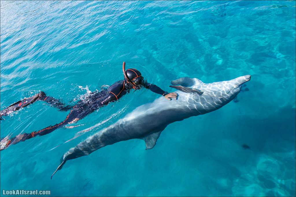 LookAtIsrael.com - Фото путешествия по Израилю | Дельфиний риф в Эйлате. Дельфинарий | Dolphins reef in Eilat | דולפינריום באילת