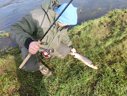 Skjern Au _ Oktober 2012 - 047